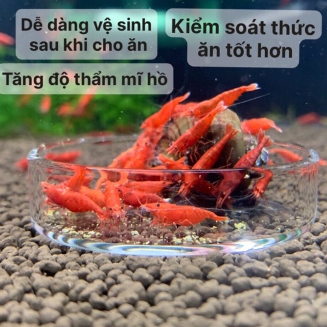 Chén thức ăn tép cảnh