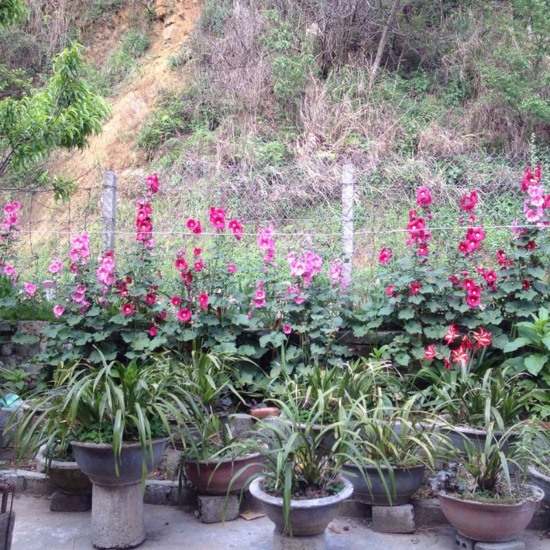 Hoa thượng đỉnh mix màu