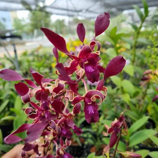 HOA LAN RỒNG LỬA XƯA