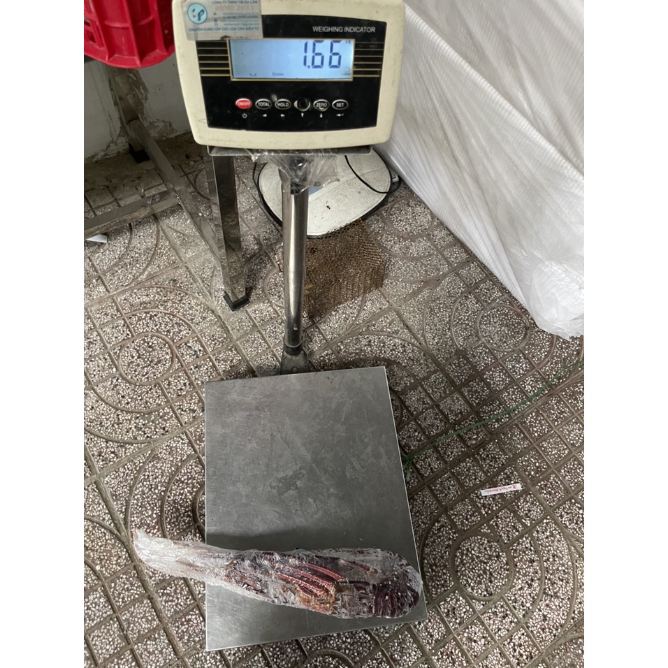 Tôm hùm đá đỏ Úc - 1,6 - 1,8 ký/con - Hàng đông lạnh