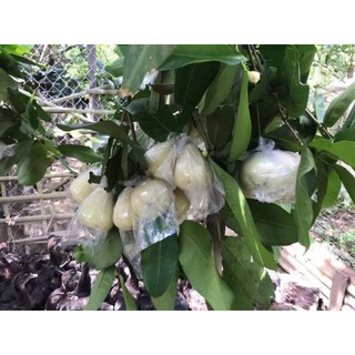 Cây 🌲 Mận trắng sữa ( ngon giòn)☆☆☆☆☆