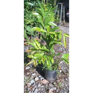 MAI CÚC THỌ HƯƠNG ( CÂY GHÉP THÀNH PHẨM )