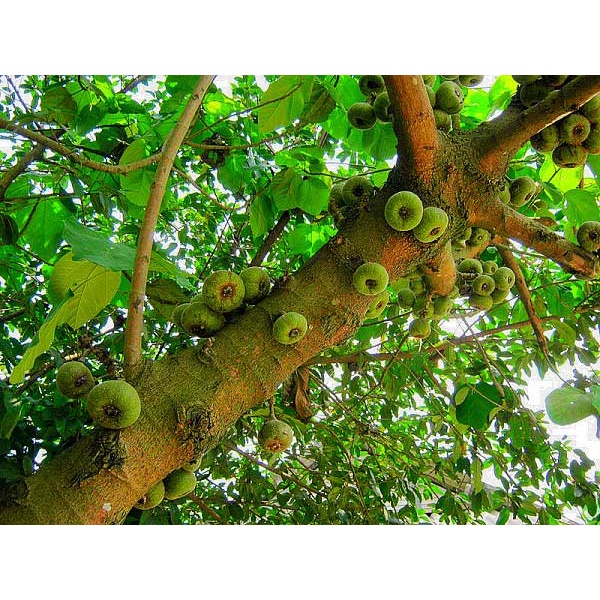 Cây Vả mật Huế .