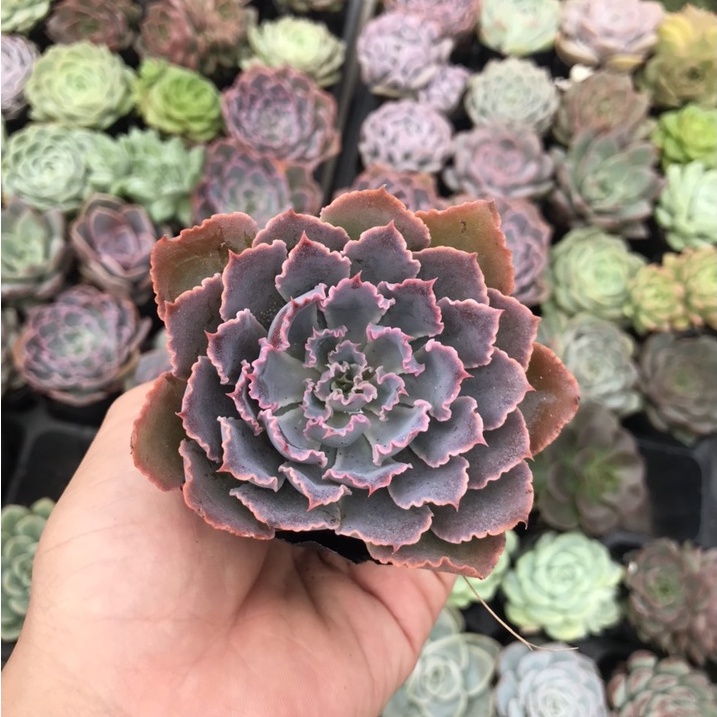 Sen Đá Bắp Cải Aurora Purple Size Bầu, Thuần Khí Hậu, Siêu Khỏe Siêu Xinh Lỗi 1 Đổi 1-Vườn Sen Đá