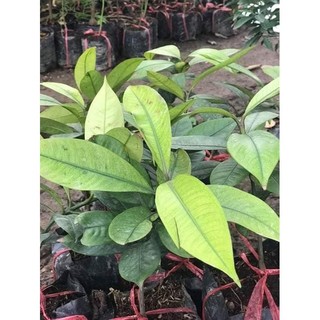 Cây giống Măng Cụt ( SIÊU TRÁI + SIÊU SỚM)