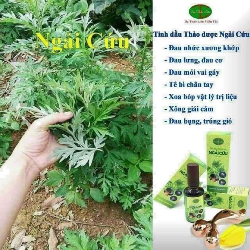 TINH DẦU NGẢI CỨU DẠ THẢO LIÊN- XOA BÓP GIẢM ĐAU