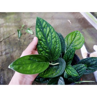 Cây Trầu bà Hạnh Phúc - cây kiểng là dễ trồng, có thể thuỷ sinh