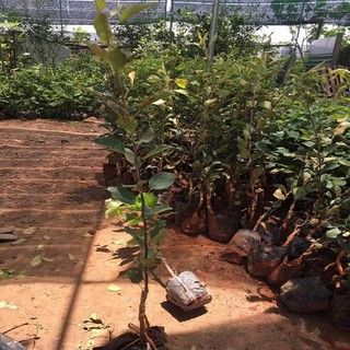 Cây Giống Táo Đỏ Lùn (Chuẩn giống F1)