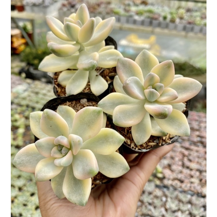 Sen đá Var Graptoveria Titubans size bầu 5cm Hư 1 Đổi 1