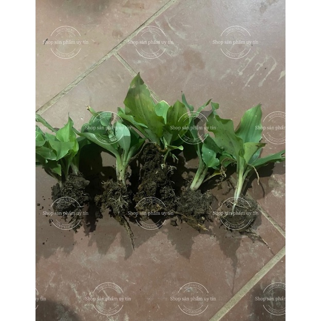 địa liền giống cổ (nguyên bản củ ngẫu nhiên) tặng hom dâu tằm