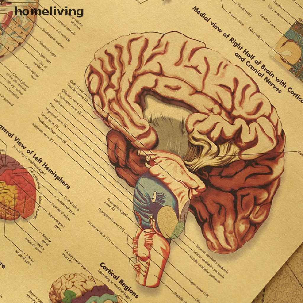 Áp Phích Trang Trí Nội Thất Hình Cột Cột Xoay Người Giải Phẫu Đầu Gối Nghệ Thuật