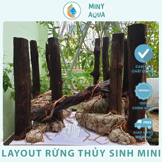 Layout rừng thẳng thủy sinh mini để bàn