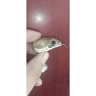Nhái hơi thái lan n2 lưỡi độ thủ công