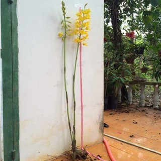 1 củ địa lan luân rừng