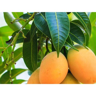 CÂY GIỐNG XOÀI THANH CA.[ GIỐNG GHÉP CHO TRÁI SIÊU SỚM]