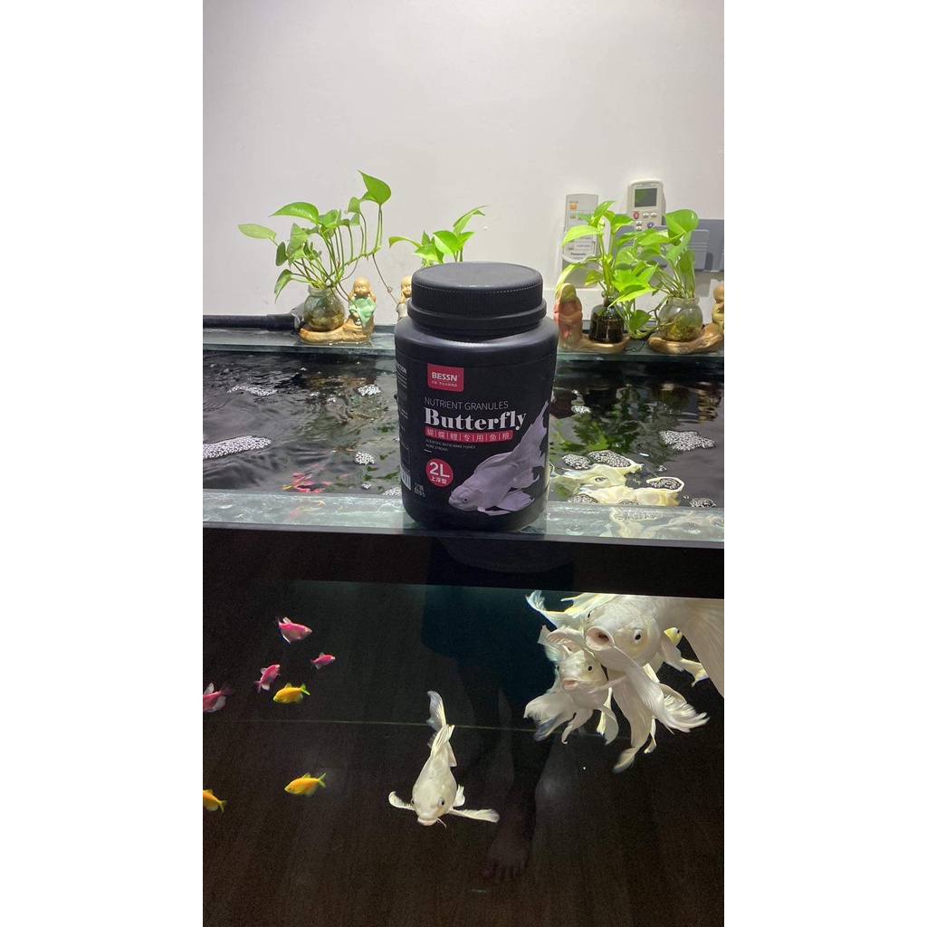 BESSN -Thức ăn cho cá Chép Sư tử, chép bướm.