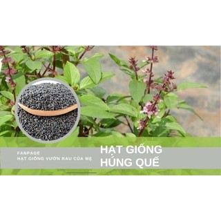 Hạt giống húng quế 2gram