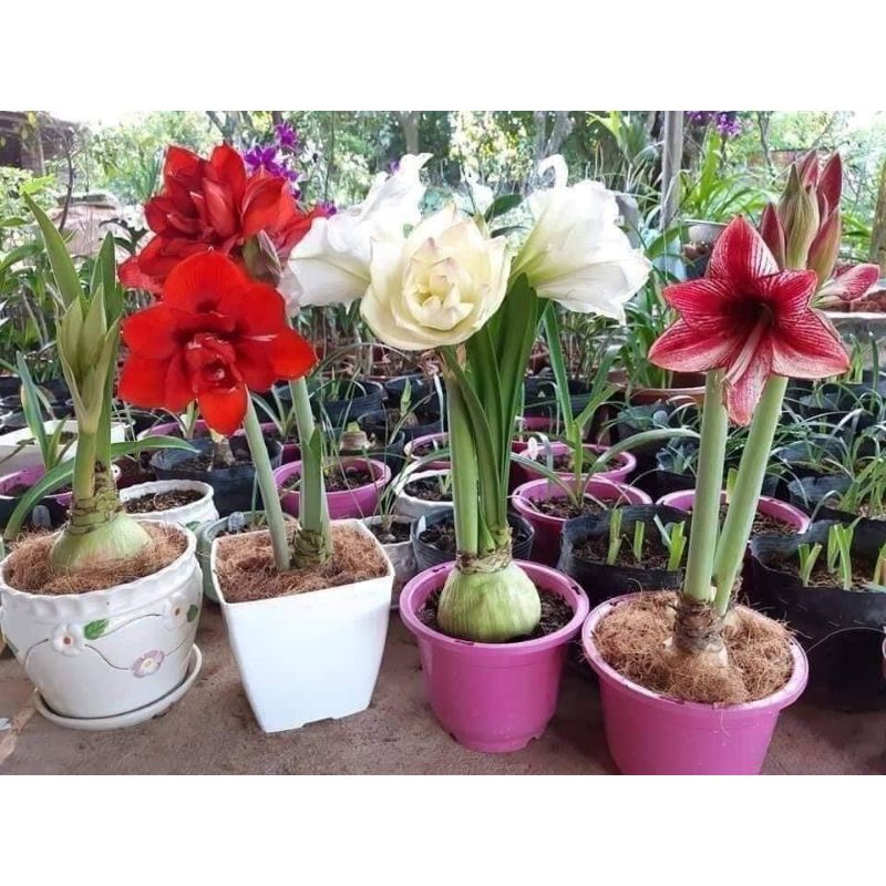 Hoa lan Huệ kép  2 củ