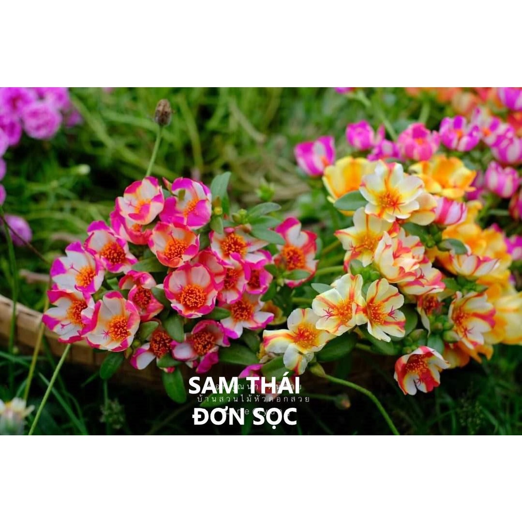 1 Ký Cành Giống Hoa Mười Giờ SAM ĐƠN Chuẩn SAM THÁI Nhập Khẩu Hoa To Rất Nhiều Màu 0817774747