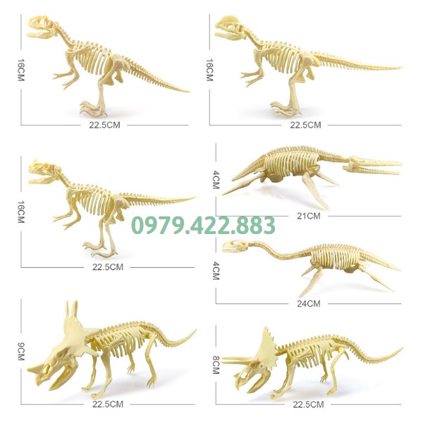 Bộ Xương Khủng Long Cao Cấp 16-22Cm