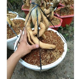 Phôi cây giấy mỹ