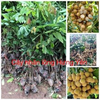 Cây giống nhãn lồng Hưng Yên