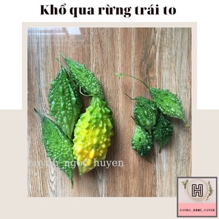 Hạt giống khổ qua rừng trái to