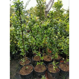 Chậu lựu giống ấn độ ( cây chiếc cành cao trên 50cm )