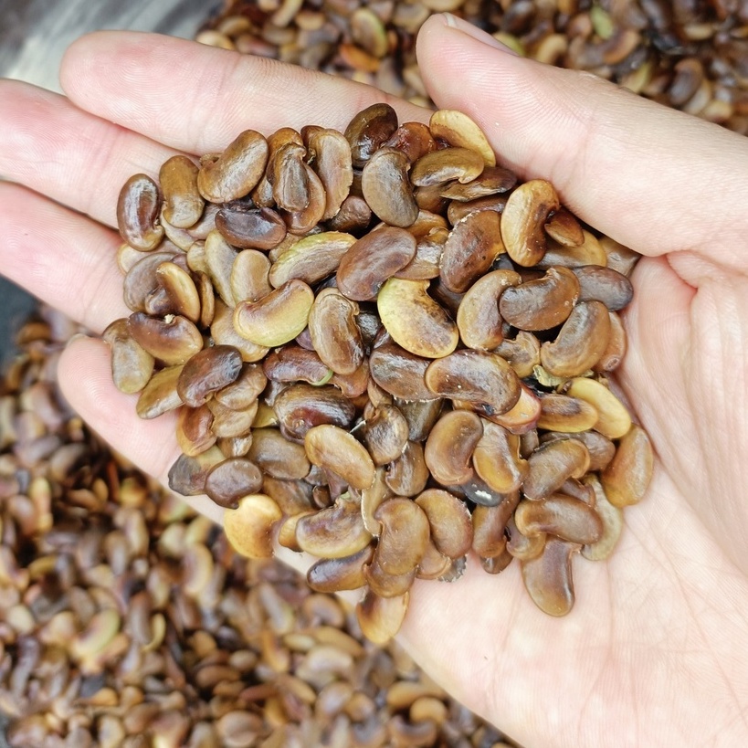 100 gram hạt giống Sưa Đỏ