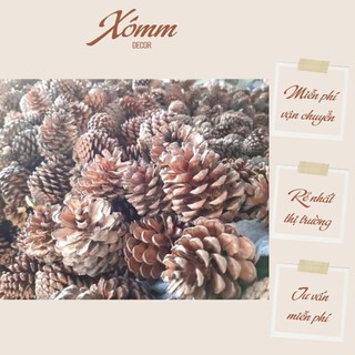 Quả thông khô phụ kiện chụp hình decor, trang trí giáng sinh