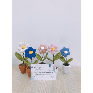 Chậu hoa để bàn mini