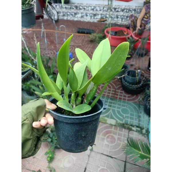 Hoa lan Cattleya mini cánh sáp - hoa màu cam