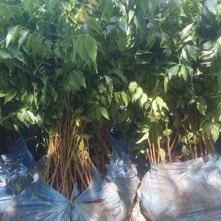 5 CÂY GIỐNG LIM XANH ( CHUẨN CÂY F1)