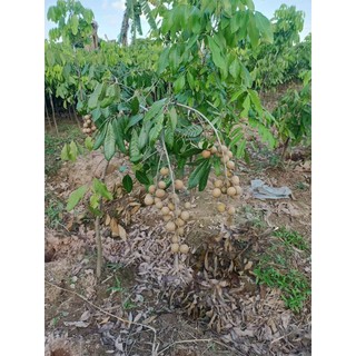 CÂY GIỐNG NHÃN KHÔNG HẠT(CHUẤN GIỒNG NHÃN KO HẠT)