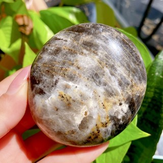 Palm đá Black Sunstone