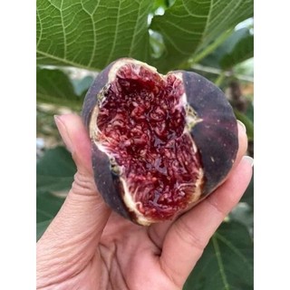 Cây giống sung Mỹ
