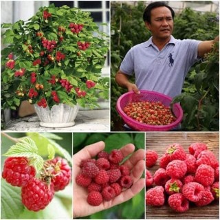 Cây mâm xôi(1 cây giống 25cm)