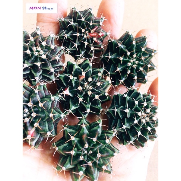 Xương rồng gym vân lem đẹp