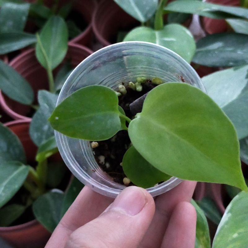 Cây giống Trầu bà lá xẻ - Monstera deliciosa