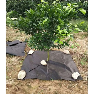 Combo 10 tấm bạt phủ chống cỏ mọc khổ 1.2m x 1.2m