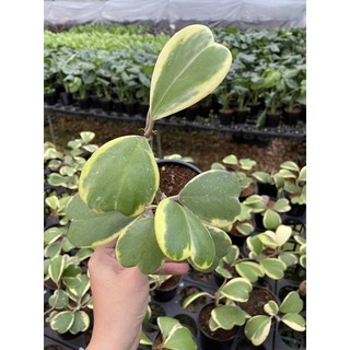 Cẩm cù lá tim var - Hoya carnosa