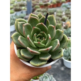 Sen đá Pha Lê đỏ size trung 6-8cm, form siêu đẹp, lỗi 1 đổi 1
