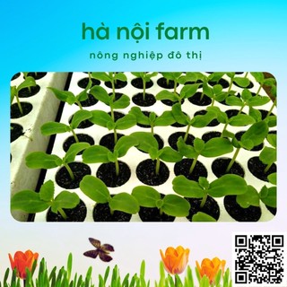 Khay ươm hạt 84 lỗ bằng xốp