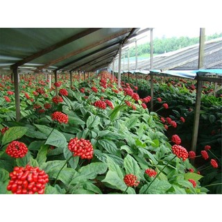 Hạt giống cây nhân sâm ( tặng phân bón , kích mầm ) .