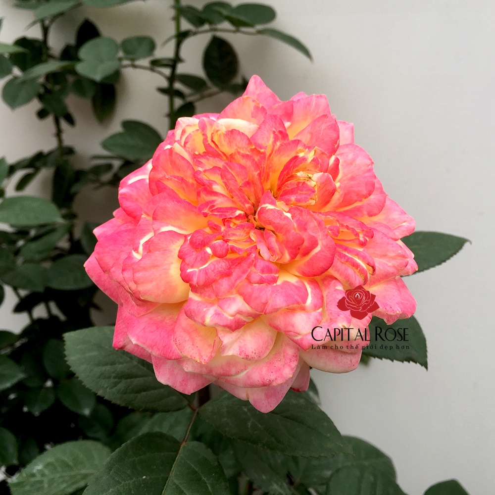 Hoa hồng leo ngoại Kordes’ Jubilee rose