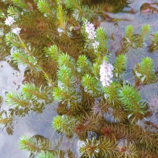 Cây thủy sinh Rotala wallichii