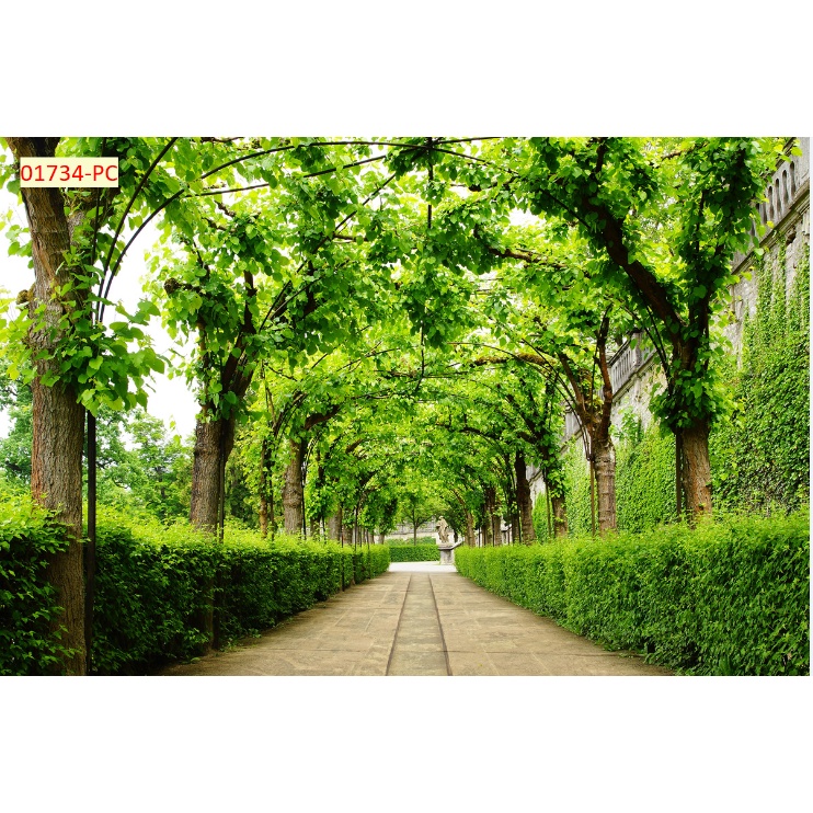 Tranh Dán Tường Trang Trí Cây Xanh, Hàng Cây, Rừng Cây phù hợp với nhiều không gian