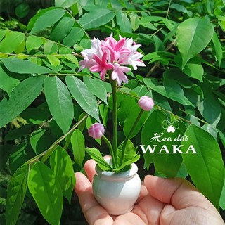 Hoa Đất Sét Mini- ALIUM