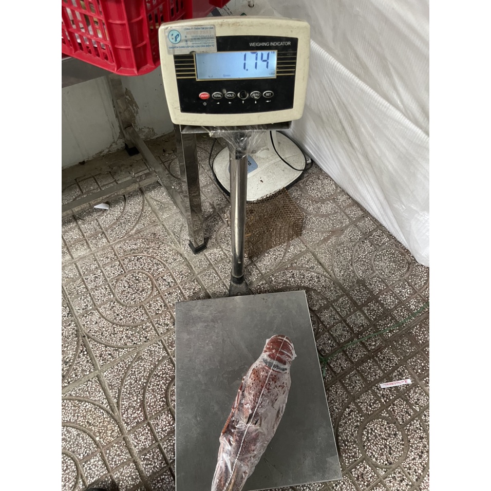 Tôm hùm đá đỏ Úc - 1,6 - 1,8 ký/con - Hàng đông lạnh