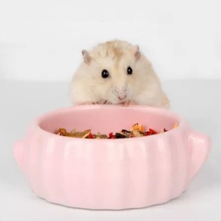 Chén sứ xương rồng Bucatstate cho hamster